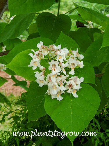 Golden Catalpa (Catalpa bignonoides aurea) 
Picture taken June 21st and the leaves at this time have a greenish-yellow color.